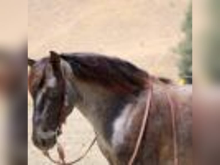 American Quarter Horse Wallach 6 Jahre 142 cm Roan-Blue in Bitterwater CA