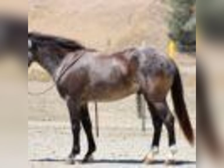 American Quarter Horse Wallach 6 Jahre 142 cm Roan-Blue in Bitterwater CA