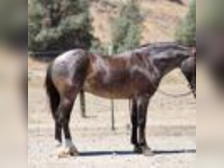 American Quarter Horse Wallach 6 Jahre 142 cm Roan-Blue in Bitterwater CA