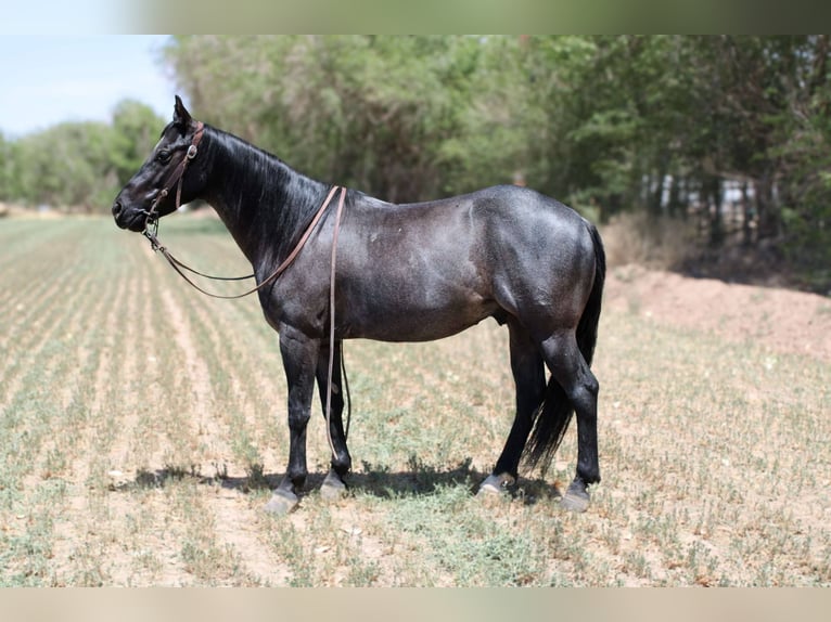 American Quarter Horse Wallach 6 Jahre 142 cm Roan-Blue in EL Paso TX