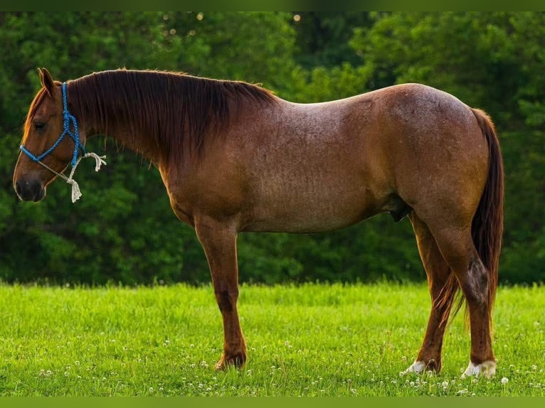 American Quarter Horse Wallach 6 Jahre 142 cm Roan-Red in Joy Illinois