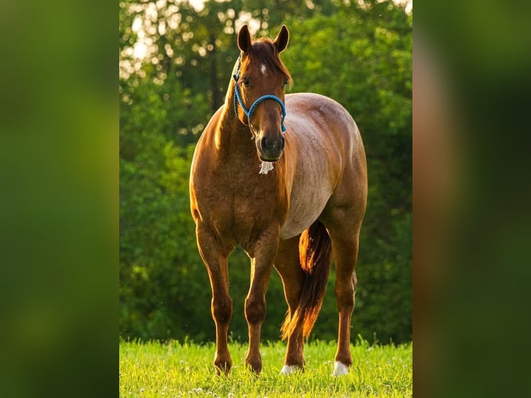 American Quarter Horse Wallach 6 Jahre 142 cm Roan-Red in Joy Illinois