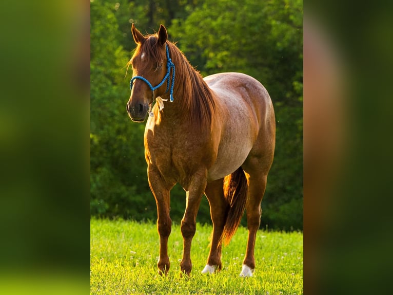 American Quarter Horse Wallach 6 Jahre 142 cm Roan-Red in Joy Illinois