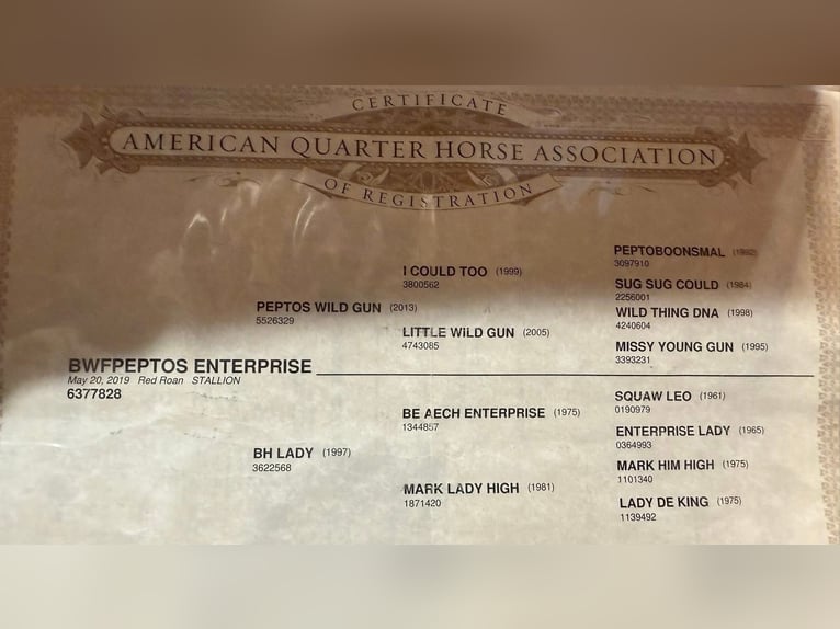 American Quarter Horse Wallach 6 Jahre 142 cm Roan-Red in Joy Illinois