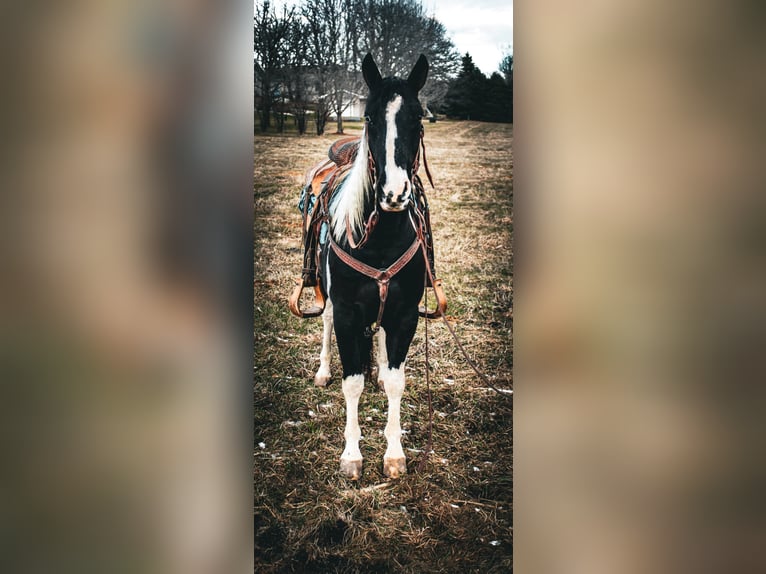 American Quarter Horse Wallach 6 Jahre 142 cm Tobiano-alle-Farben in Dyersville IA