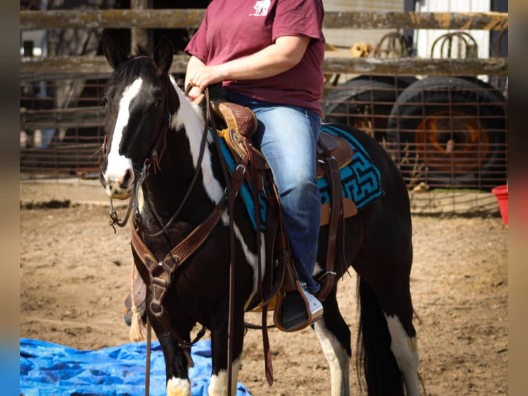 American Quarter Horse Wallach 6 Jahre 142 cm Tobiano-alle-Farben in Dyersville IA