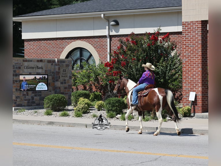 American Quarter Horse Wallach 6 Jahre 142 cm Tobiano-alle-Farben in Mount Vernon
