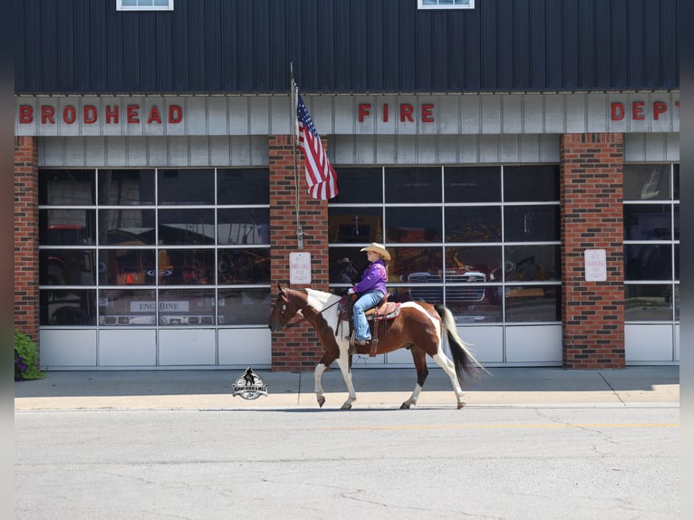 American Quarter Horse Wallach 6 Jahre 142 cm Tobiano-alle-Farben in Mount Vernon