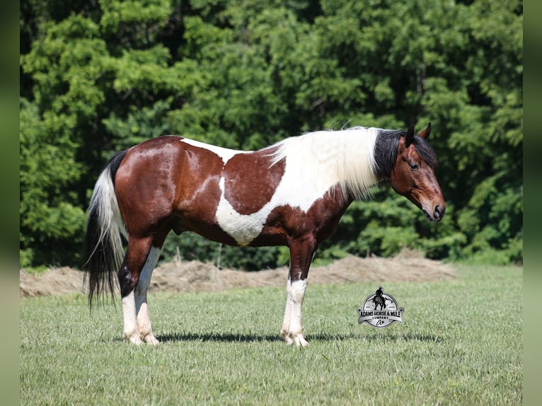 American Quarter Horse Wallach 6 Jahre 142 cm Tobiano-alle-Farben in Mount Vernon
