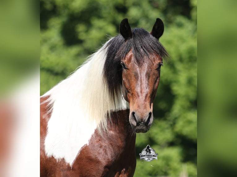 American Quarter Horse Wallach 6 Jahre 142 cm Tobiano-alle-Farben in Mount Vernon