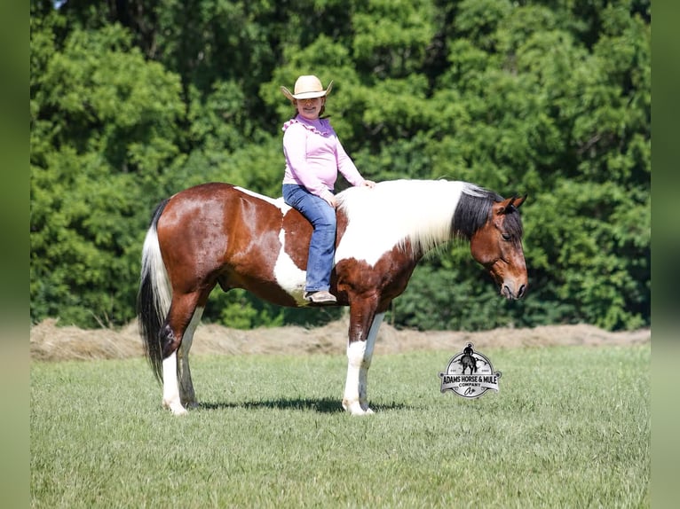 American Quarter Horse Wallach 6 Jahre 142 cm Tobiano-alle-Farben in Mount Vernon