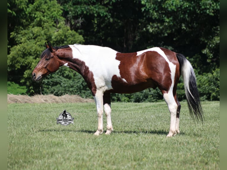 American Quarter Horse Wallach 6 Jahre 142 cm Tobiano-alle-Farben in Mount Vernon