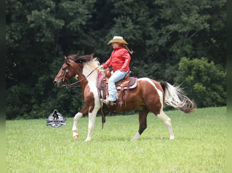 American Quarter Horse Wallach 6 Jahre 142 cm Tobiano-alle-Farben in Mount Vernon