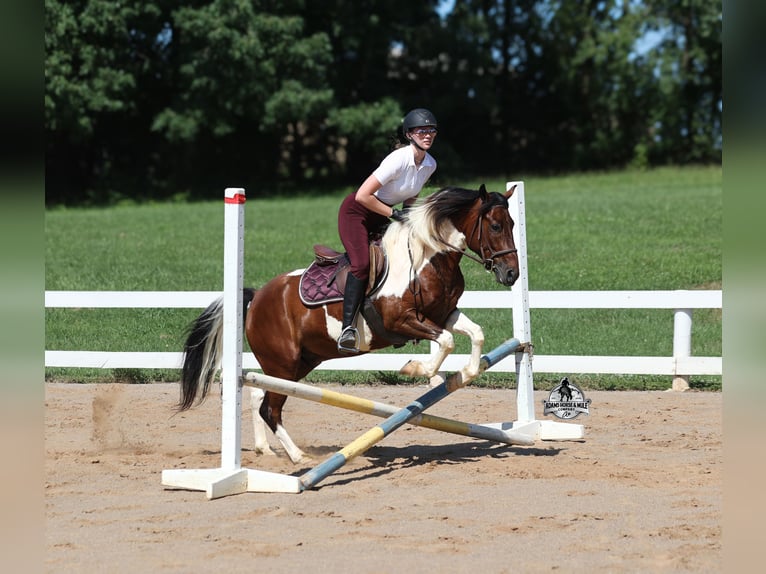 American Quarter Horse Wallach 6 Jahre 142 cm Tobiano-alle-Farben in Mount Vernon