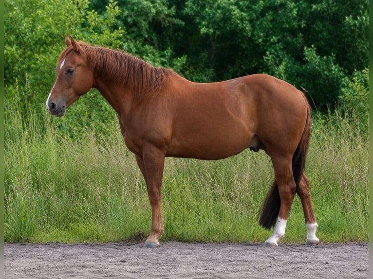 American Quarter Horse Wallach 6 Jahre 144 cm Fuchs in Alterkülz