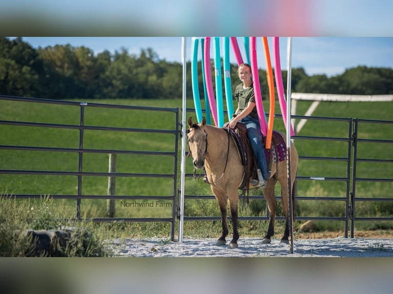 American Quarter Horse Wallach 6 Jahre 145 cm Buckskin in Millersburg, OH