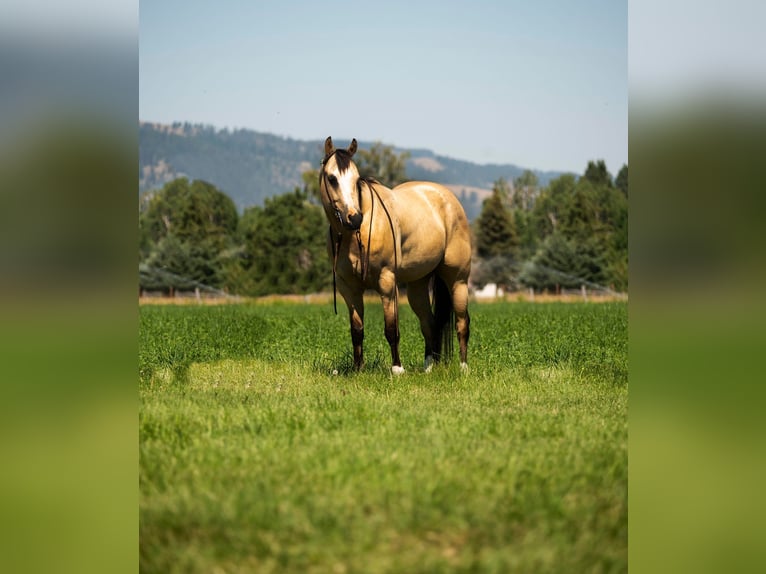 American Quarter Horse Wallach 6 Jahre 145 cm Buckskin in Wickenburg AZ