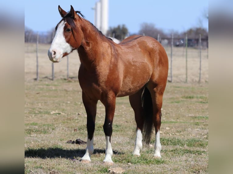 American Quarter Horse Wallach 6 Jahre 145 cm Falbe in Weatherford TX