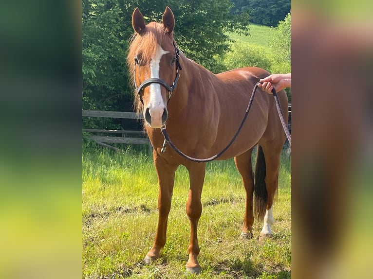 American Quarter Horse Wallach 6 Jahre 145 cm Fuchs in Wilhelmsburg