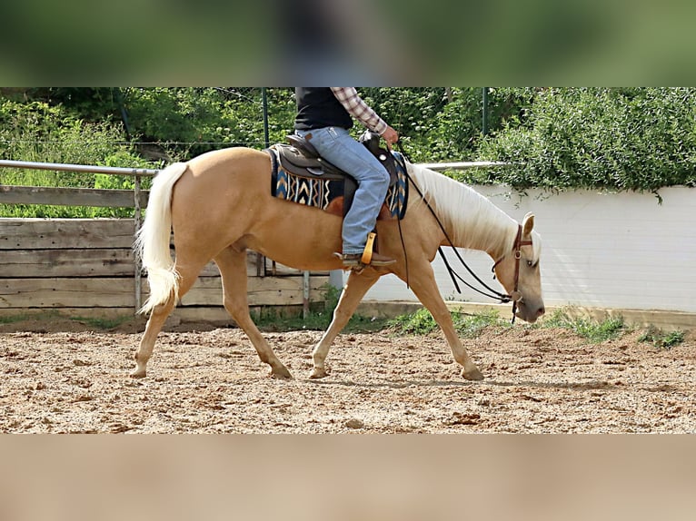 American Quarter Horse Wallach 6 Jahre 145 cm Palomino in Ehingen
