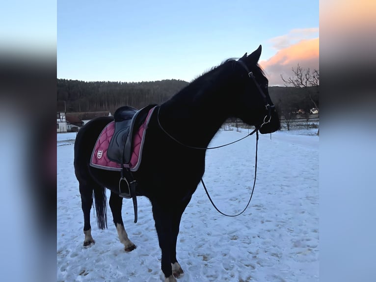 American Quarter Horse Wallach 6 Jahre 145 cm Rappe in Langenorla