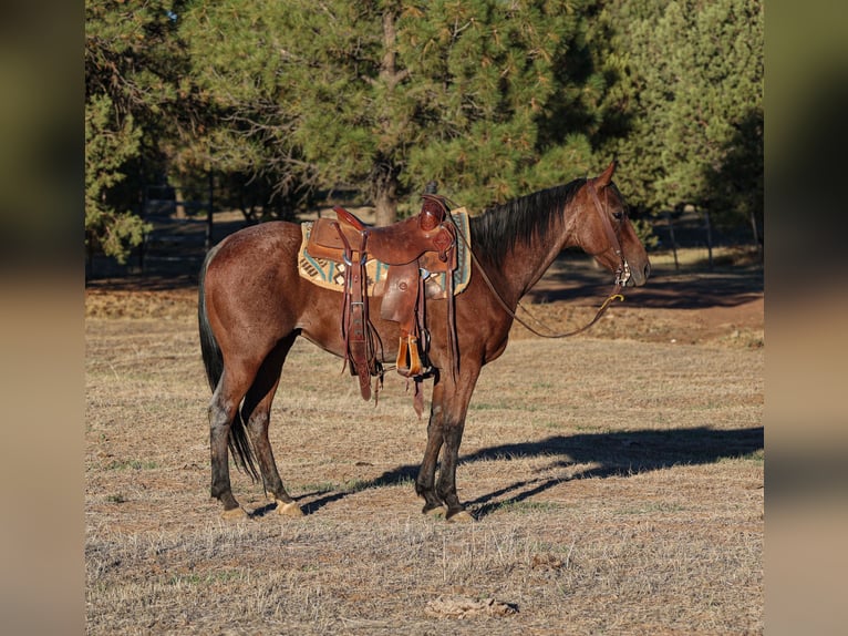 American Quarter Horse Wallach 6 Jahre 145 cm Roan-Bay in Camp Verde