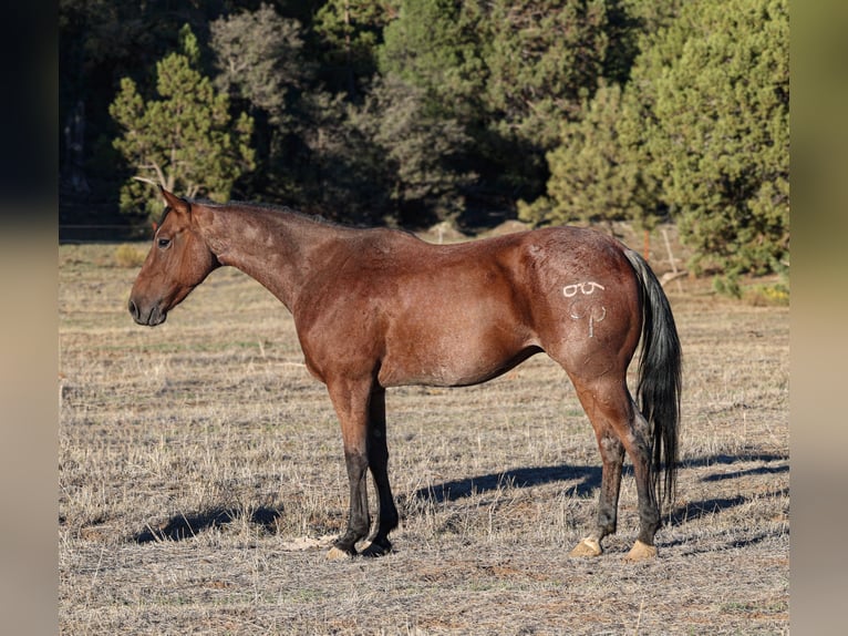 American Quarter Horse Wallach 6 Jahre 145 cm Roan-Bay in Camp Verde