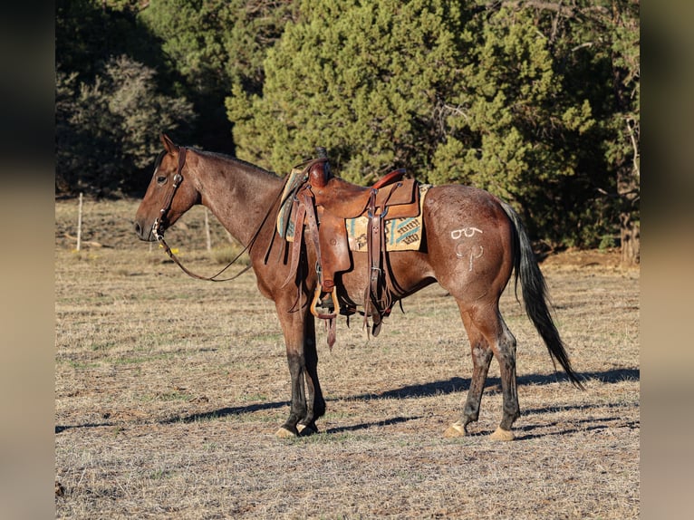 American Quarter Horse Wallach 6 Jahre 145 cm Roan-Bay in Camp Verde