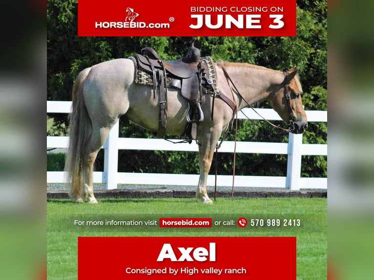 American Quarter Horse Mix Wallach 6 Jahre 145 cm Roan-Red in Allenwood