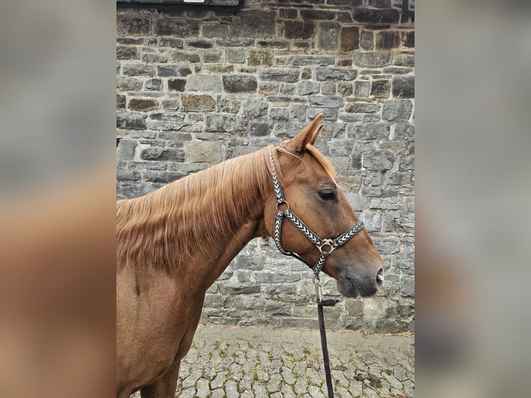 American Quarter Horse Wallach 6 Jahre 146 cm Fuchs in Reichshof American Quarter Horse Wallach 6 Jahre 146 cm Fuchs in Reichshof
