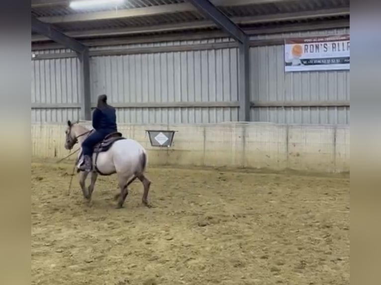 American Quarter Horse Wallach 6 Jahre 146 cm Roan-Red in Schinveld