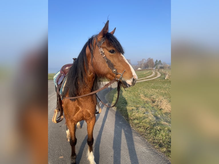 American Quarter Horse Wallach 6 Jahre 147 cm Brauner in Hünfeld