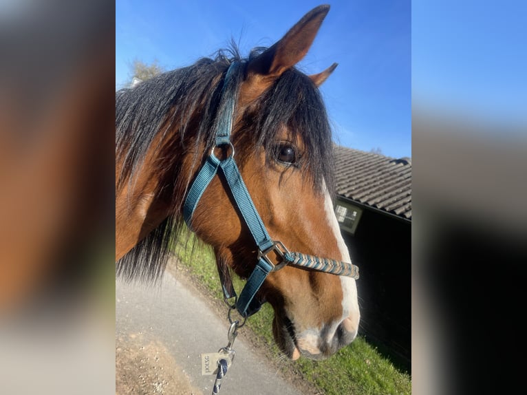 American Quarter Horse Wallach 6 Jahre 147 cm Brauner in Hünfeld