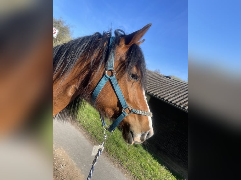American Quarter Horse Wallach 6 Jahre 147 cm Brauner in Hünfeld