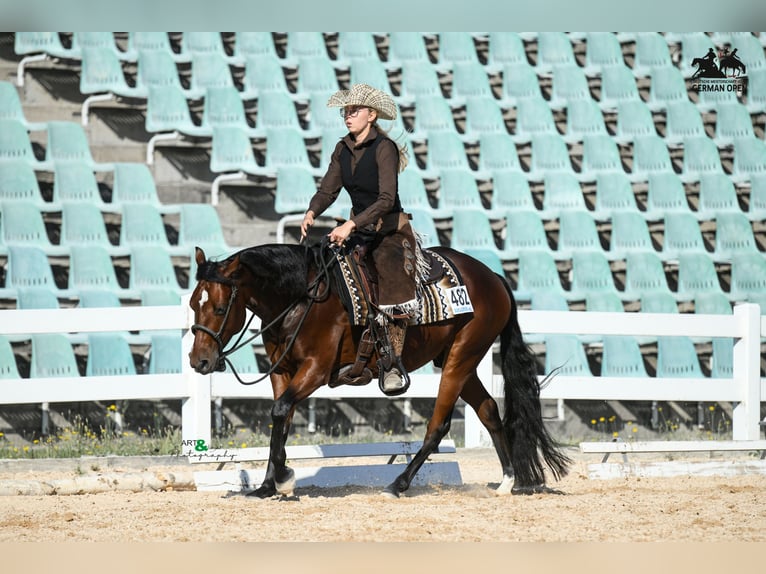 American Quarter Horse Wallach 6 Jahre 147 cm Brauner in Rhinow