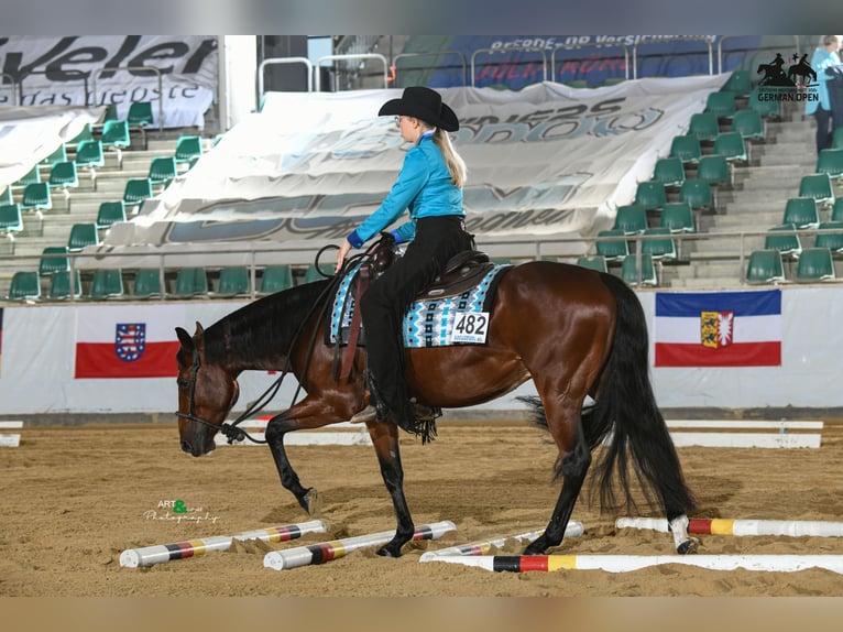 American Quarter Horse Wallach 6 Jahre 147 cm Brauner in Rhinow