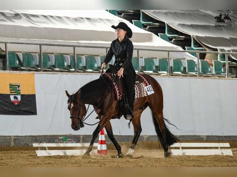 American Quarter Horse Wallach 6 Jahre 147 cm Brauner in Rhinow