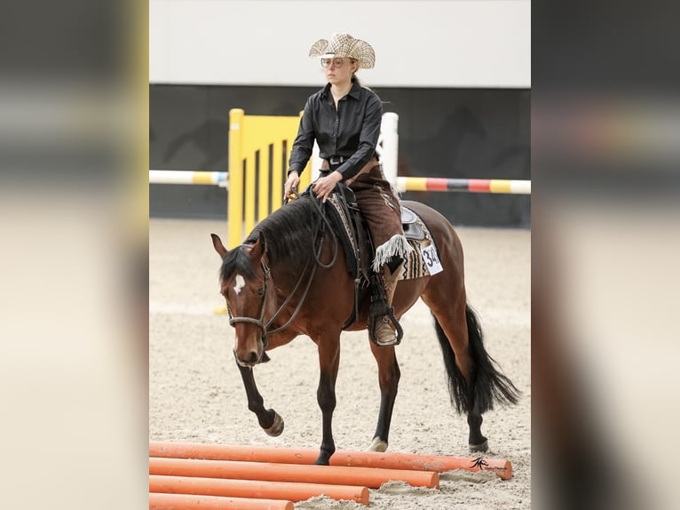 American Quarter Horse Wallach 6 Jahre 147 cm Brauner in Rhinow