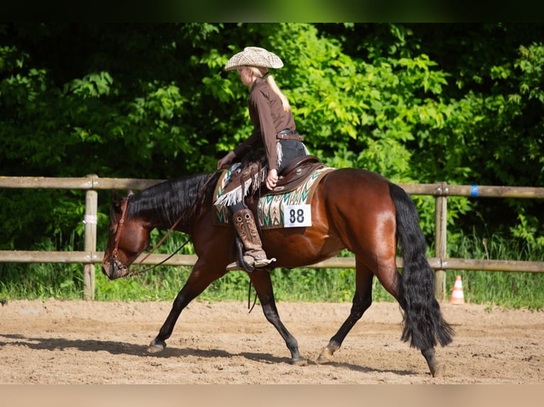 American Quarter Horse Wallach 6 Jahre 147 cm Brauner in Rhinow
