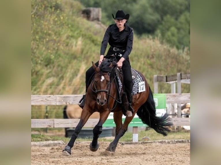 American Quarter Horse Wallach 6 Jahre 147 cm Brauner in Rhinow