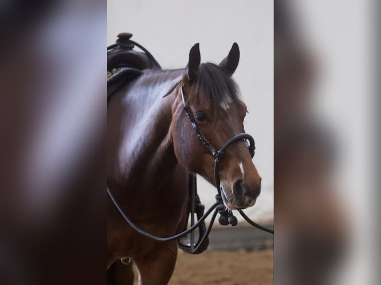 American Quarter Horse Wallach 6 Jahre 147 cm Brauner in Rhinow