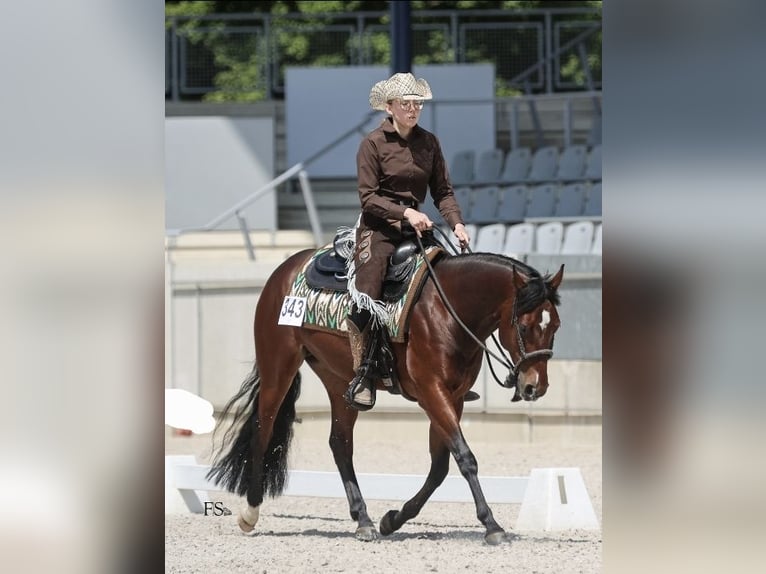 American Quarter Horse Wallach 6 Jahre 147 cm Brauner in Rhinow
