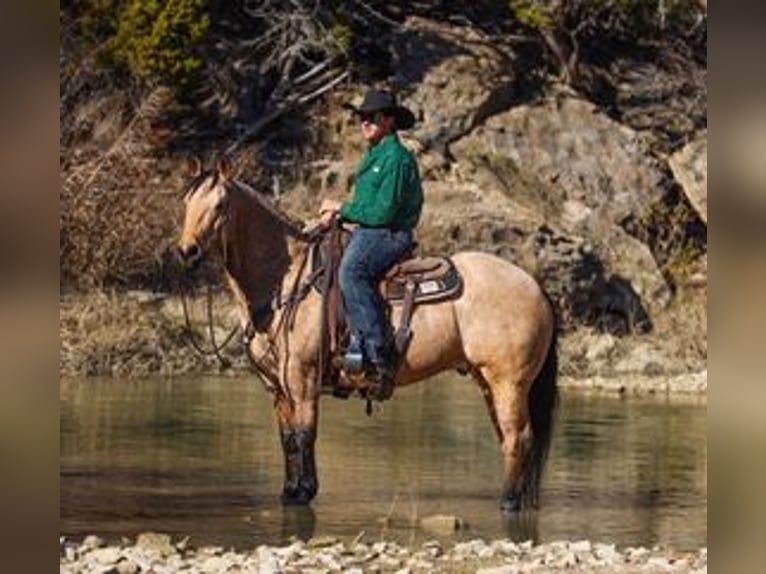 American Quarter Horse Wallach 6 Jahre 147 cm Buckskin in Ranger