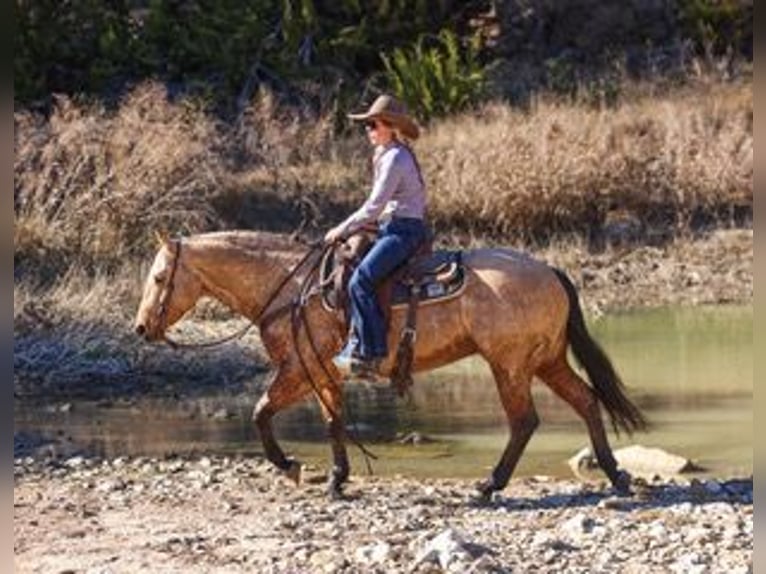 American Quarter Horse Wallach 6 Jahre 147 cm Buckskin in Ranger