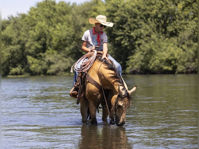 American Quarter Horse Wallach 6 Jahre 147 cm Buckskin in Caldwell, ID