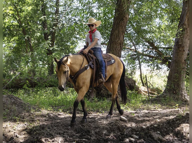 American Quarter Horse Wallach 6 Jahre 147 cm Buckskin in Caldwell, ID