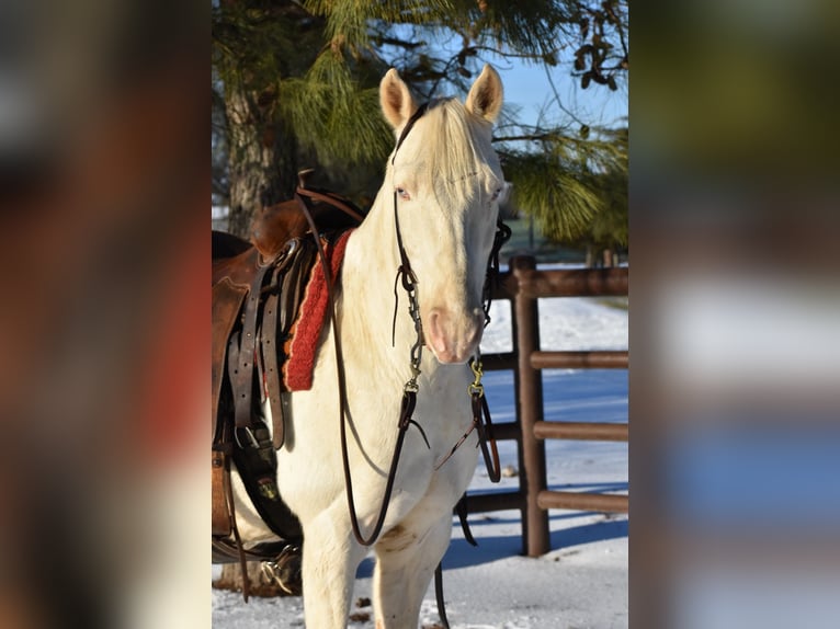 American Quarter Horse Wallach 6 Jahre 147 cm Cremello in Sulphur Springs