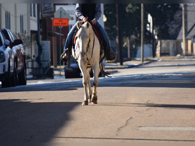 American Quarter Horse Wallach 6 Jahre 147 cm Cremello in Sulphur Springs