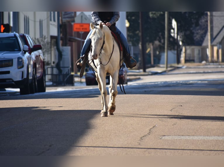 American Quarter Horse Wallach 6 Jahre 147 cm Cremello in Sulphur Springs