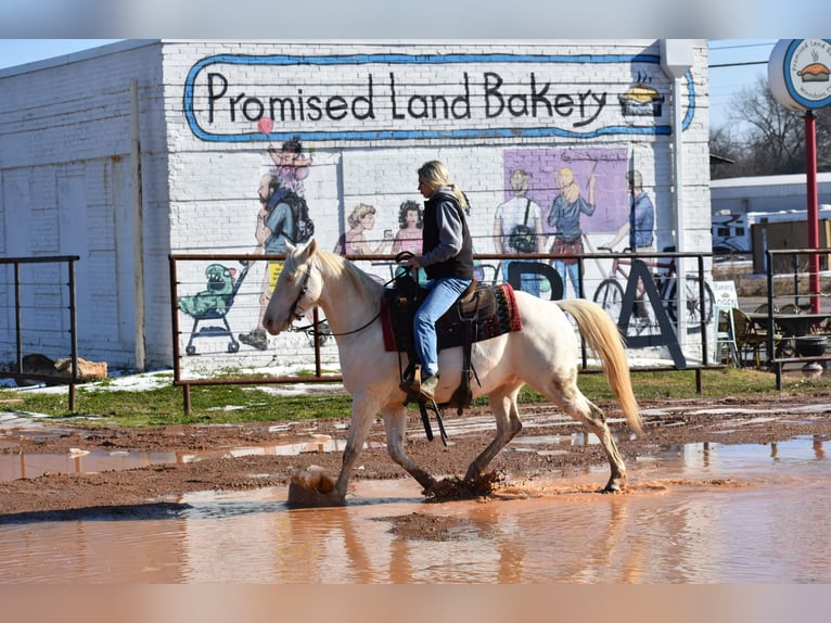 American Quarter Horse Wallach 6 Jahre 147 cm Cremello in Sulphur Springs